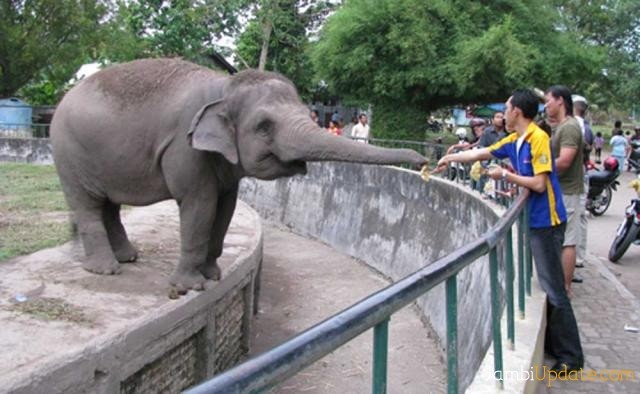 Gajah merupakan salah satu satwa yang banyak dikunjungi warga di Kebun Binatang Taman Rimba Jambi